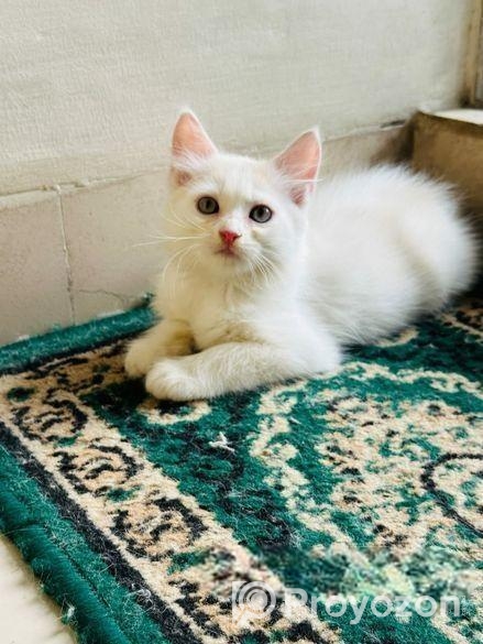 cat male / female mixed High quality