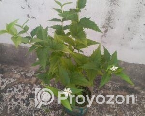 fitted-27_2025-11-13_09-49-55