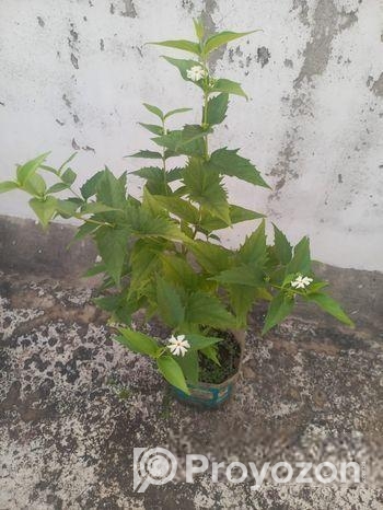 শিউলি গাছ-