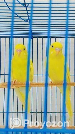 বাজরিগার পাখি