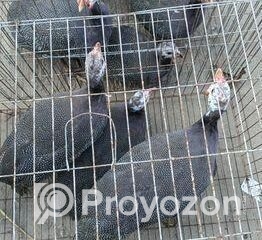 fitted-27_2025-11-19_10-19-57