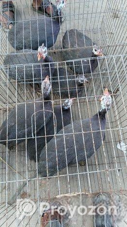 তিতি মুরগী