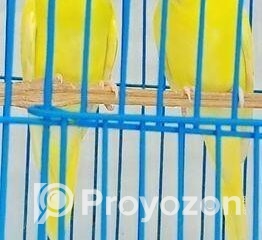 fitted-28_2025-11-15_12-16-48