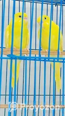 বাজরিগার পাখি