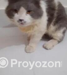 fitted-29_2025-11-09_10-06-47