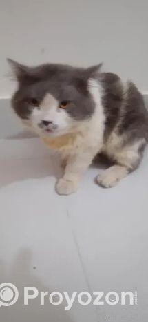 Cat পার্সিয়ান