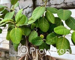 fitted-29_2025-11-13_09-54-24