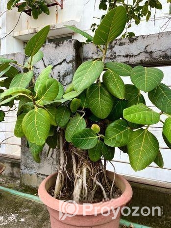 এই দুটি বনসাই বিক্রয় করা হবে.