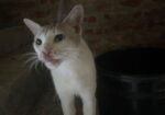 Lost Cat For Adoption