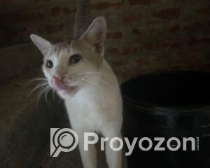 fitted-2_2025-11-01_10-15-23