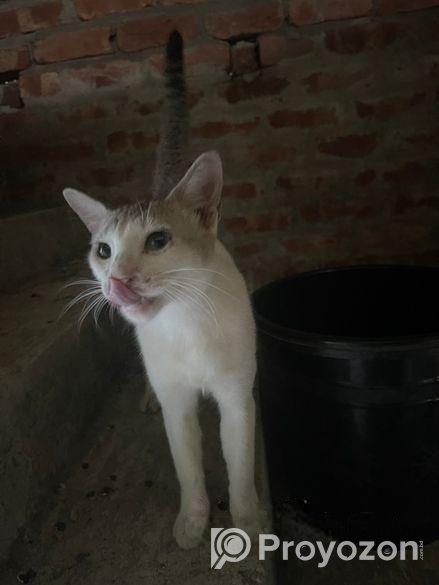 Lost Cat For Adoption