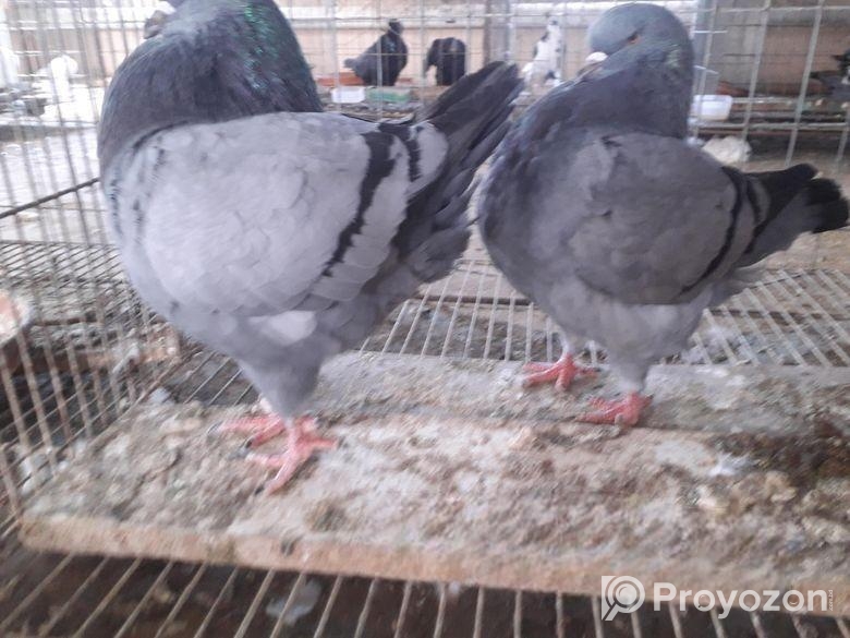 কিং রানিং পেয়ার