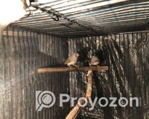 fitted-2_2025-11-17_09-45-24