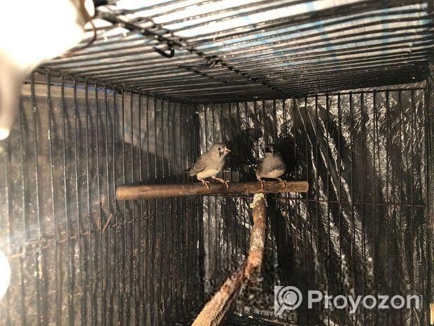 দুই পিস ফিঞ্চ পাখির বাচ্চা বিক্রি হবে ( Age 1.5 Month)