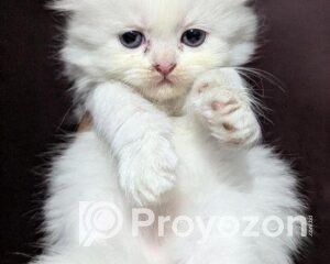 fitted-2_2025-11-19_09-48-08