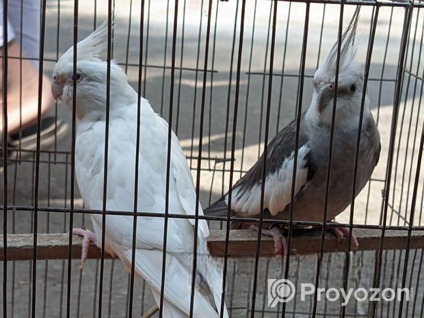 কোকাটেল বিক্রয়