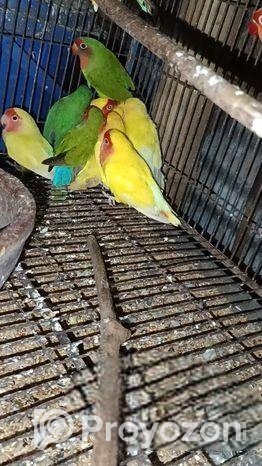 রানিং লাভ বাড