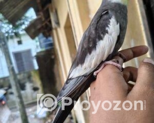 fitted-31_2025-11-05_23-59-54