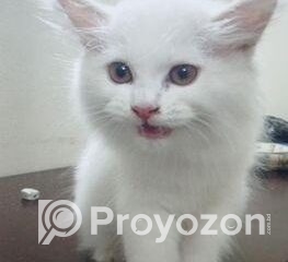 fitted-31_2025-11-09_10-09-33