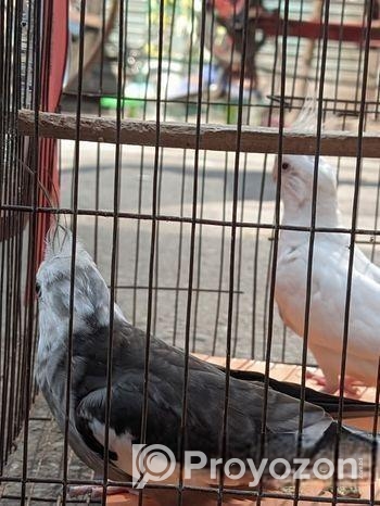 কোকাটেল বিক্রয়