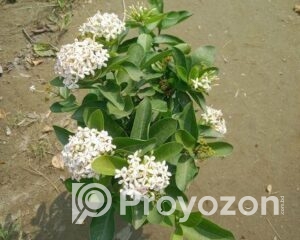 fitted-31_2025-11-29_18-32-26