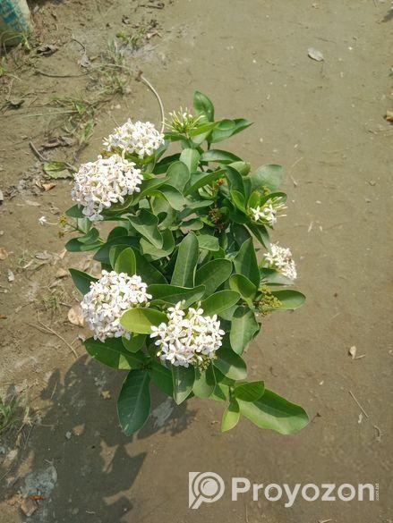 Plant For Sell