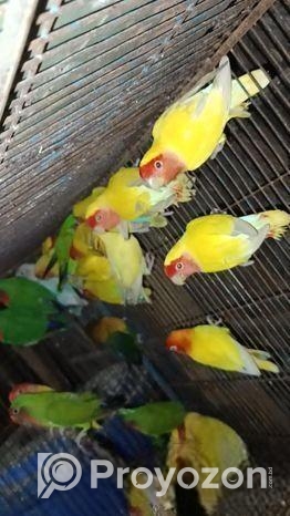 রানিং লাভ বাড