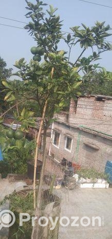 মাল্টা গাছ