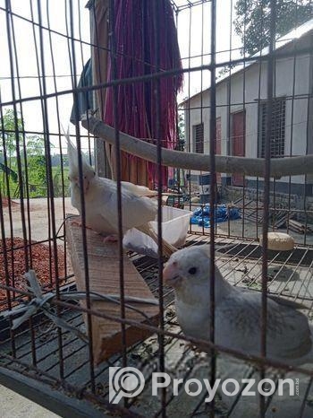 এলভিনো এবং হেয়াইট ফেস ককাটেল বিক্রি করা হবে