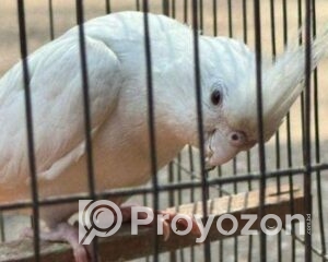 fitted-32_2025-11-15_12-21-43