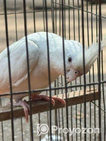 কোকাটেল বিক্রয়