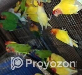 fitted-33_2025-11-03_11-08-34