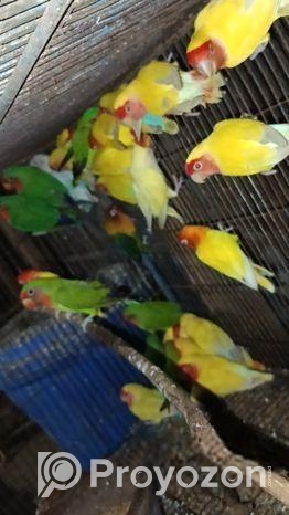 রানিং লাভ বাড