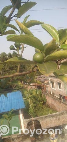 মাল্টা গাছ