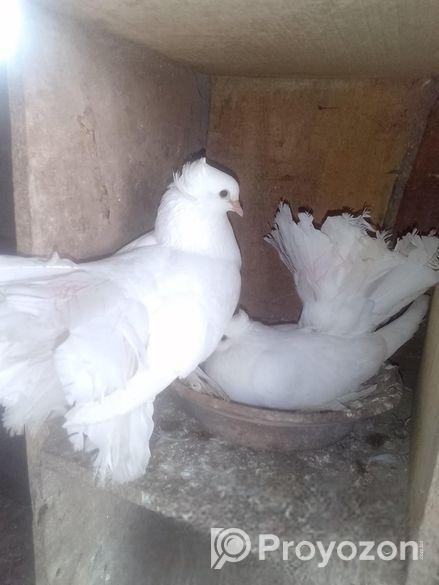 রানিং জোড়া ময়ু্রী