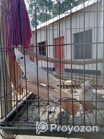 এলভিনো এবং হেয়াইট ফেস ককাটেল বিক্রি করা হবে