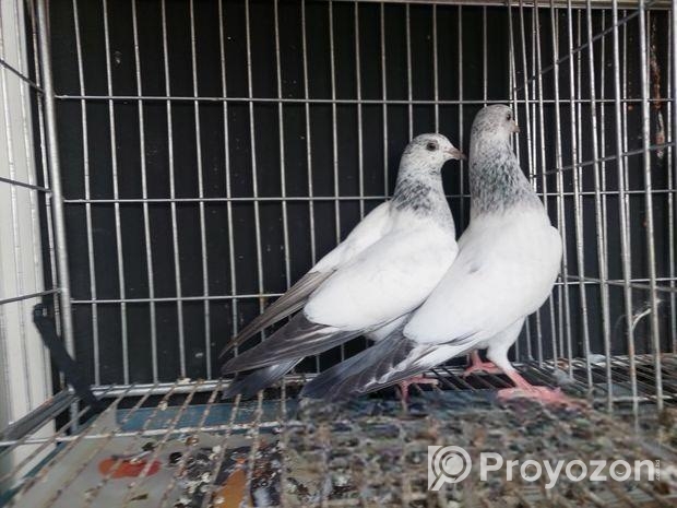 কবুতর বিক্রি