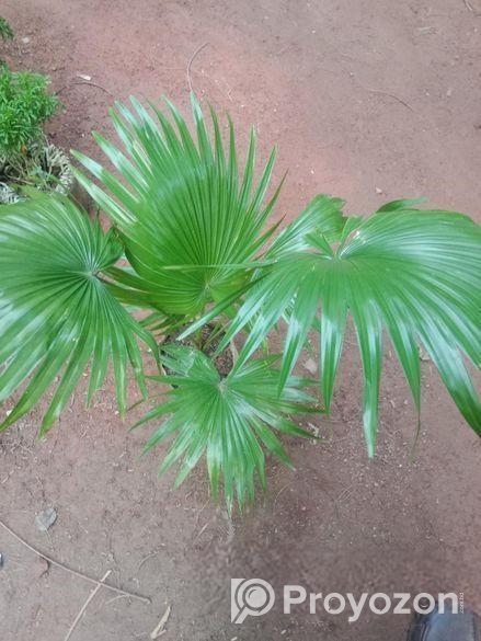 Plant For Sell