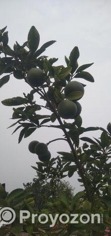 মাল্টা গাছ