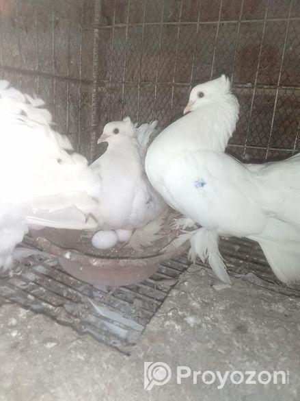 রানিং জোড়া ময়ু্রী