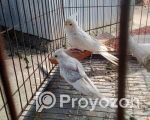 fitted-34_2025-11-06_00-03-51