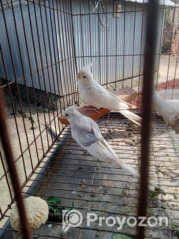 এলভিনো এবং হেয়াইট ফেস ককাটেল বিক্রি করা হবে