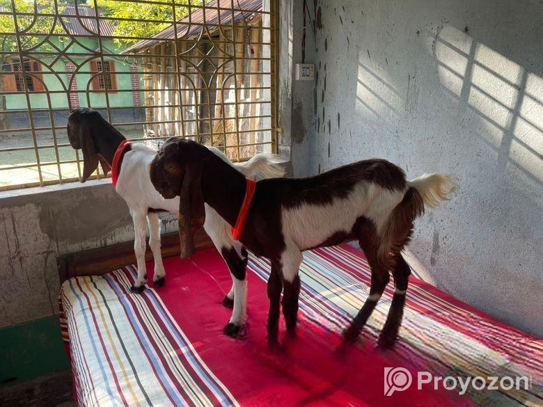 তোতা পুরী ছাগল