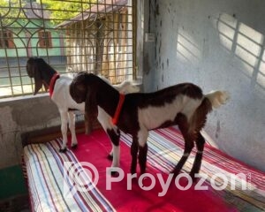 fitted-34_2025-11-06_10-42-19