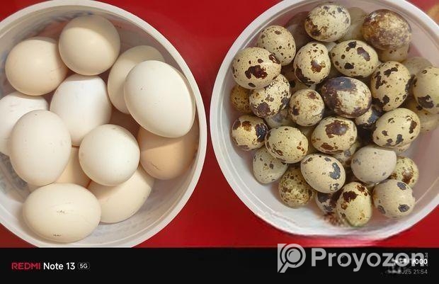 মুরগী / কোয়েল পাখির ডিম
