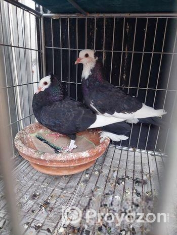 কবুতর বিক্রি