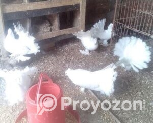 fitted-35_2025-11-04_10-14-57