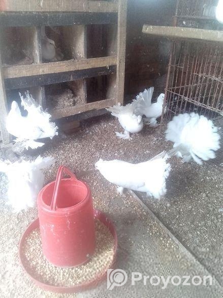 রানিং জোড়া ময়ু্রী