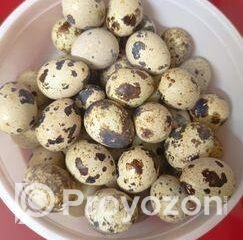 fitted-35_2025-11-09_10-16-11