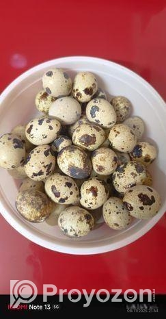 মুরগী / কোয়েল পাখির ডিম